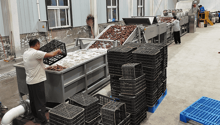 images/1772789798120FstSort Sweet potato washing sorting line.png